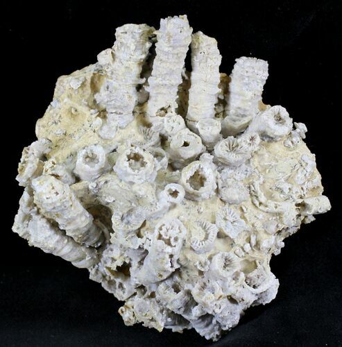 Jurassic Aged Fossil Coral Colony - Germany #24761